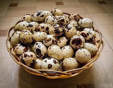 индюки бройлеры цена: Тушки перепелов. Вес 200-250 грамм. -750 сом/кг.; 250-300 грамм - 800 — 3