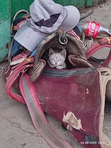 кошка домик: Отдам котенка доброе руки клотку прилучиный девочка — 1