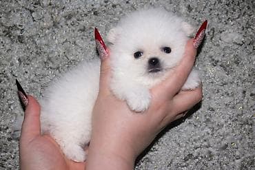 шпицы цена: ШПИЦ ПОД БРОНИРОВАНИЕ щенкам месяц, цена указана без документов, при — 4