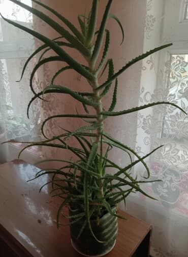 купить землю для цветов: Продаю алоэ 3года — 1