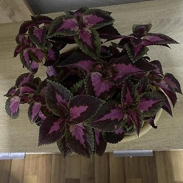 гулдор роза: Колеус (плектрантус скутелляриоидес) с яркой пестрой листвой — 3