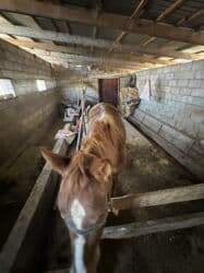 продажа домашних животных: Продаю | Кобыла (самка) — 4