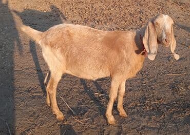 Продаю | Коза (самка) | Нубийская | Для разведения | Котные