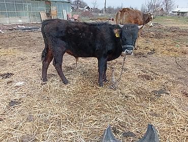 рабочий лошадь: Продаю | Бык (самец) | На откорм | Привязанные — 3