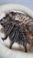 отдам котенка в добрые руки: На бронь бенгальские котята,свободны две девочки,к переезду будут — 3