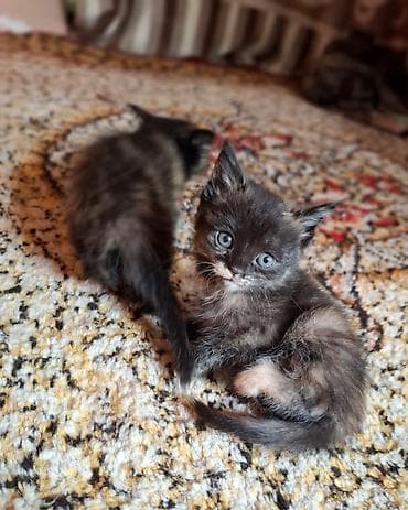 отдам бесплатно котенка: Домашние котята. В хорошие руки — 4