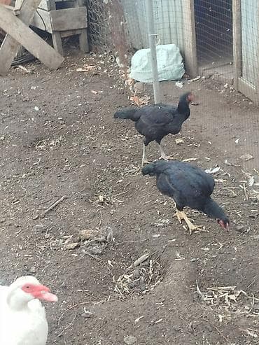 Аквариумдар: Сатам | Короздор | Тебиштирүүчү | Көбөйтүү үчүн — 8