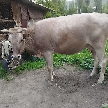 продам коров: Продаю | Корова (самка) | Для молока | Привязанные — 1