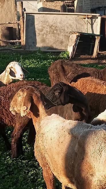 жер уй бишкек сатылат: Сатам | Ургаачы кой (ургаачы) — 10
