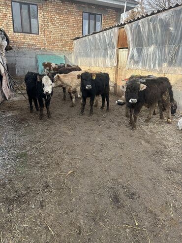 бычок лимузин: Продаю | Бык (самец) | Ангус, Симментальская, Швицкая | Для разведения — 3