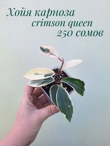 газон готовый: ● Комнатные растения (укоренённые черенки, молодые растения, взрослые — 26