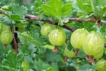 березовый сок бишкек: Кусты крыжовника.Большой куст Район парка Фучика — 1