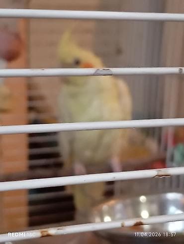 мел для животных: Корела (нимфа) лютино в клетке с аксессуарами. - Вид: корелла — 2