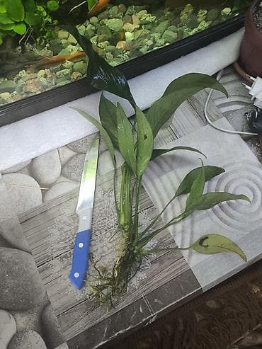 рыбки аквариум: Продаю Аквариумное растение Анубиас (вероятно Anubias barteri/Anubias — 6
