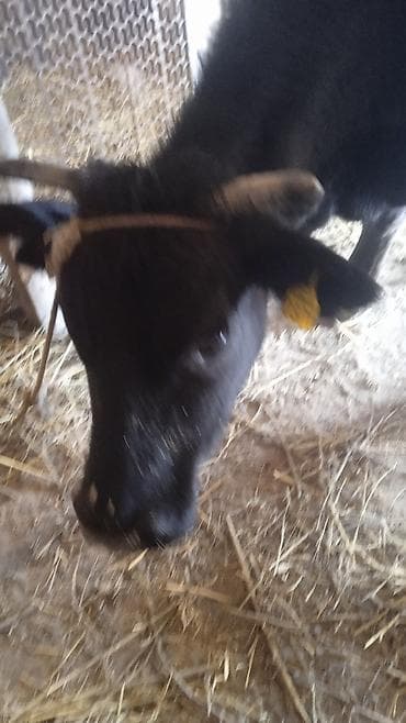 Продаю | Тёлка | На откорм | Нетель at lalafo.kg Продаю | Тёлка | На откорм | Нетель