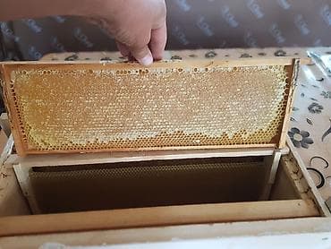 Фрукты: Мёд в сотах продаю. Польза мёда в сoтаx для здoрoвья челoвeка — 4