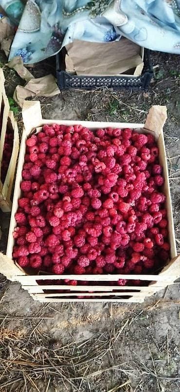 fire maple: Малина Оптом, В розницу — 7