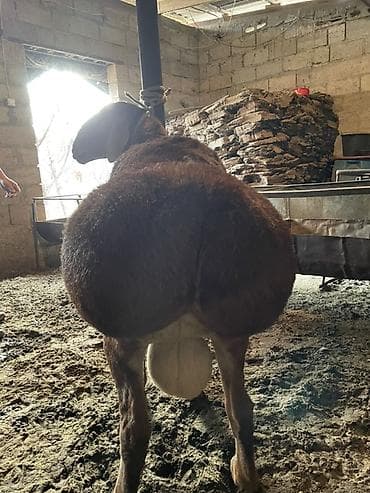 бараны рамановские: Продаю | Баран (самец) | Для разведения | Племенные — 2
