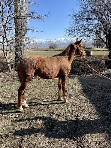 лошади чистокровные: Продаю | Жеребец | Конный спорт — 1