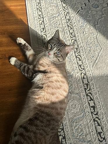 Мышыктар: Жоголгон : Породасыз, Эркек — 2