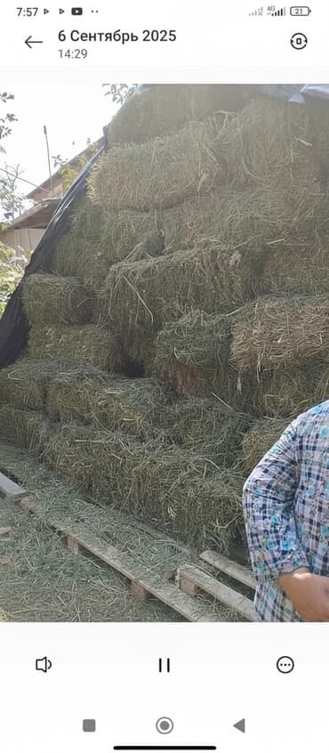 срочно продаю в связи с переездом: Продаю клевер тюки хорошие 2 укоса — 1