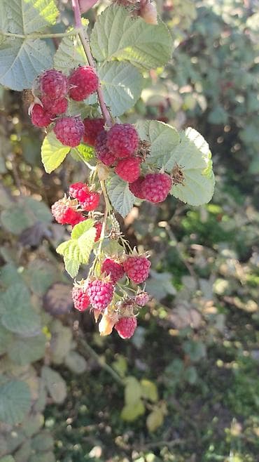 продаю коз: Малина Оптом — 2