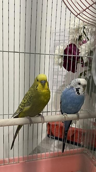 животные в зоомагазине: Волнистые попугаи с клеткой и аксессуарами. Состав набора: - Пара — 1