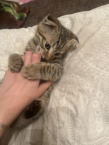 cat sofa: Скотиш Фолд (Шотландская вислоухая), 3 месяца, Мальчик, Приучена к лотку — 4