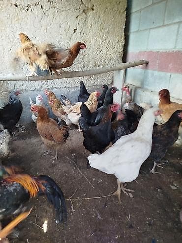 котенок даром: Тооктор сатылат активный жаш 20 тоок 1 короз бар алмашу жолдору бар — 3