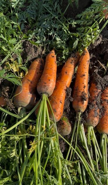 набор инструментов force 142 предмета бишкек: Продаю морковь 🥕 оптом от 4-5 тон и выше и реализуем по 20 тон — 2