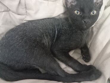 в добрые руки собаку: 3 месяца, Мальчик, Черный, Приучена к лотку — 3