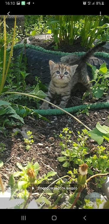 Мышыктар: Котята с вислоухими ушками от домашней кошки-скоттиш (на фото с — 6