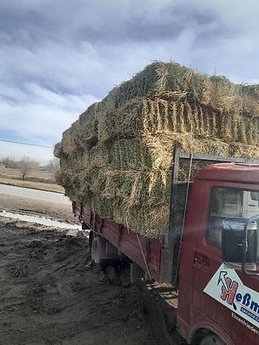 кормовая морковка: Беде сатылат договорная беде аралаш авсуг 1укос сатылат баасы — 7
