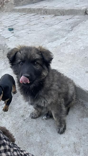 Вязка собак: Щенок метиса 3 месяца (пушистая шерсть «соболь», тёмная маска) — 6