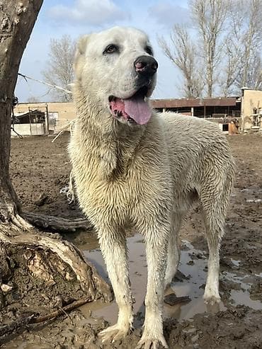 Среднеазиатская овчарка (Алабай), кобель. Крупный, мощный, с