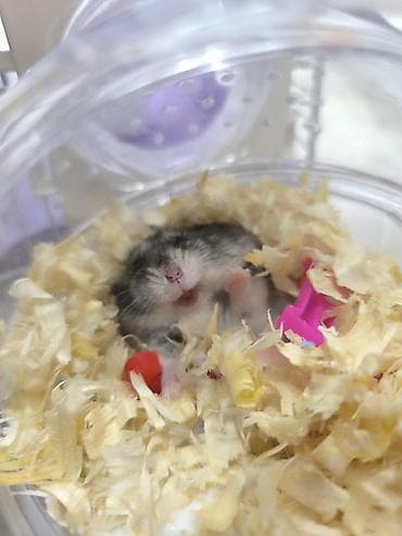 Хомяк джунгарик (карликовый) с окрасом «агути». - Небольшие размеры