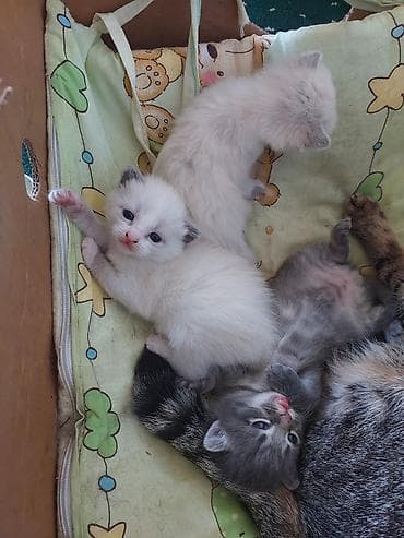 Отдам даром кошку: Котята, помет из 3 малышей. полукровки у одной уши как у мамы вислые — 7