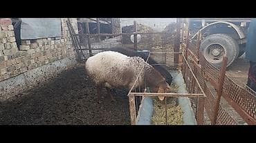 Баран, овца: Продаю | Овца (самка) | Для разведения | Матка — 3
