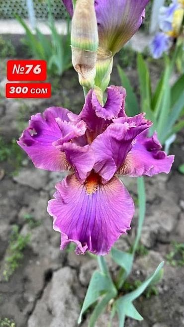 фиалки цена: Платная доставка, Самовывоз — 8