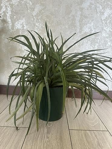Комнатные растения в горшках: 1) Денежное дерево (Crassula ovata) - at lalafo.kg Комнатные растения в горшках: 1) Денежное дерево (Crassula ovata) -