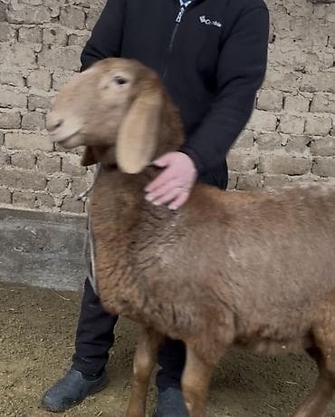 Айыл-чарба жаныбарлары: Сатам | Ургаачы кой (ургаачы), Козу | Арашан | Көбөйтүү үчүн | Асыл тукумдуу — 2