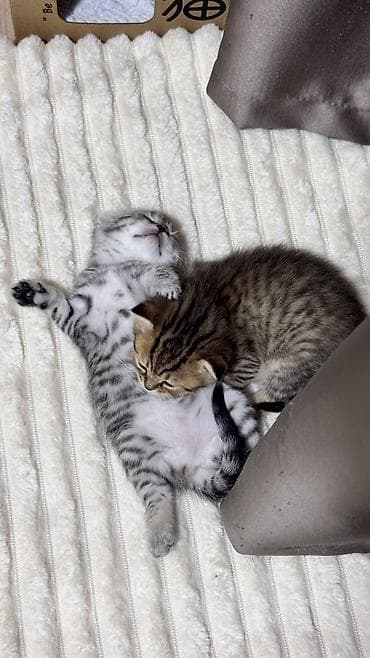 кошка вислоухая серая: Скотиш Фолд (Шотландская вислоухая), 1 месяц, Девочка, Серебристая шиншилла — 1
