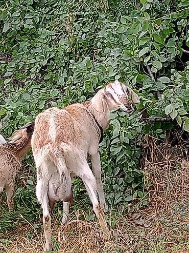 Животные: Продаю | Коза (самка), Козлёнок — 6