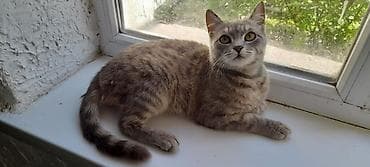 шотландский кошки: Скотиш Страйт (Шотландская прямоухая), 10 месяцев, Девочка, Серый, Приучена к лотку — 1