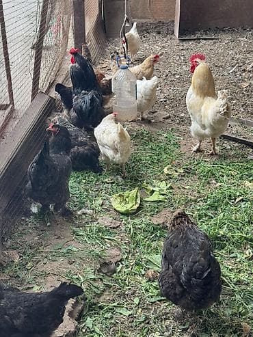 Продаю кур несушки простые 
цена договорная