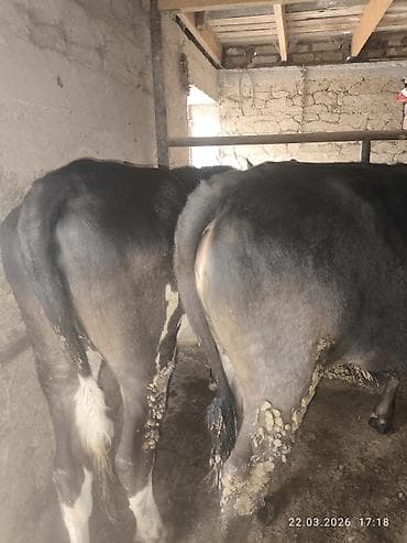 высокодойная корова: Продаю | Бык (самец) | Полукровка | На откорм | Привязанные — 3