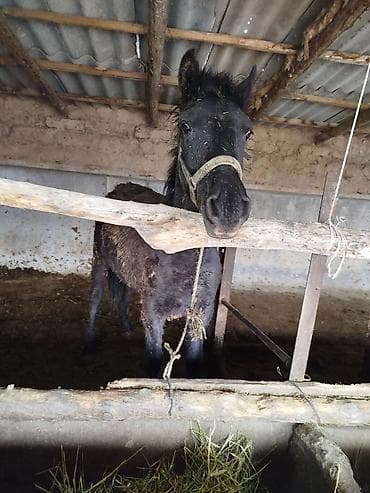 ит мал айдаган: Сатам | Тай | Көбөйтүү үчүн | Асыл тукумдуу — 4