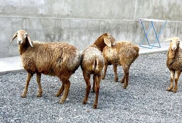 объявления о пропаже животных: Продаю | Овца (самка), Ягненок | Гиссарская, Арашан | Для разведения | Племенные, Матка, Ярка — 1