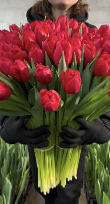 георгины купить: Тюльпаны Оптом 🌼️ Хочешь покорить сердца миллионами улыбок? Начни с — 2