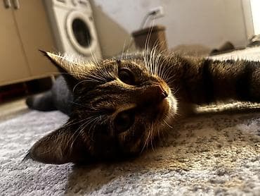 кошке: Здравствуйте, очень срочно 🙏 Беременную кошку сегодня могут выгнать на — 4